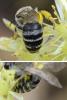 Colletes sp.